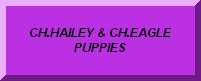 CLICK HERE TO SEE HAILEY  & EAGLE PUPPIES